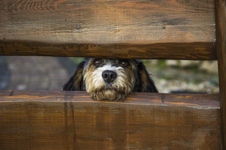 Dog-Proofing Your Yard