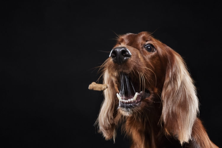 The Importance of Understanding Dog Treat Nutrition