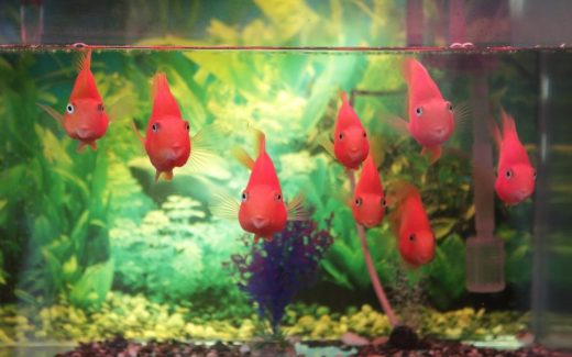 Everything You Need to Know About Feeding Your Fish Properly