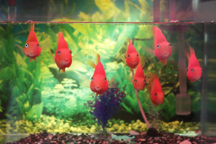 Everything You Need to Know About Feeding Your Fish Properly