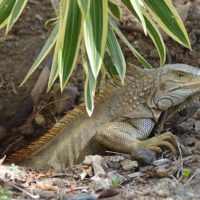 Fascinating Facts About Iguanas