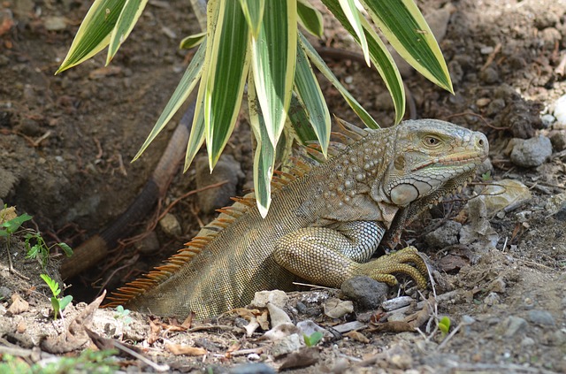 Fascinating Facts About Iguanas