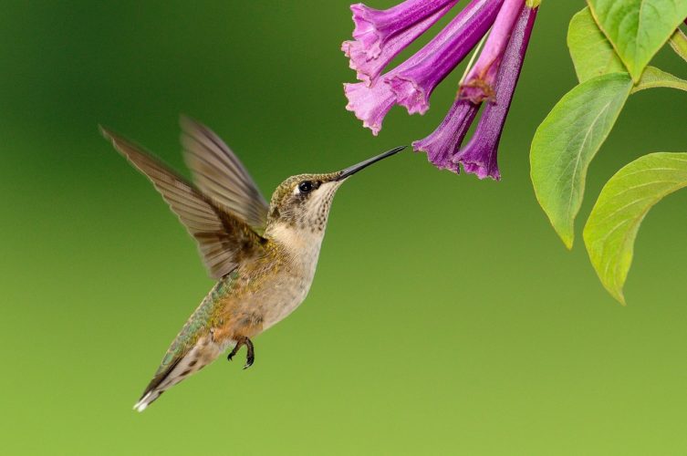 Pet hummingbird