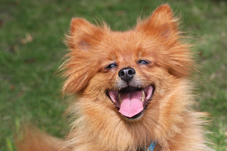 Top 10 Small Dogs that Make Good Apartment Dogs