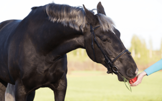 Is Your Horse The Right Weight?