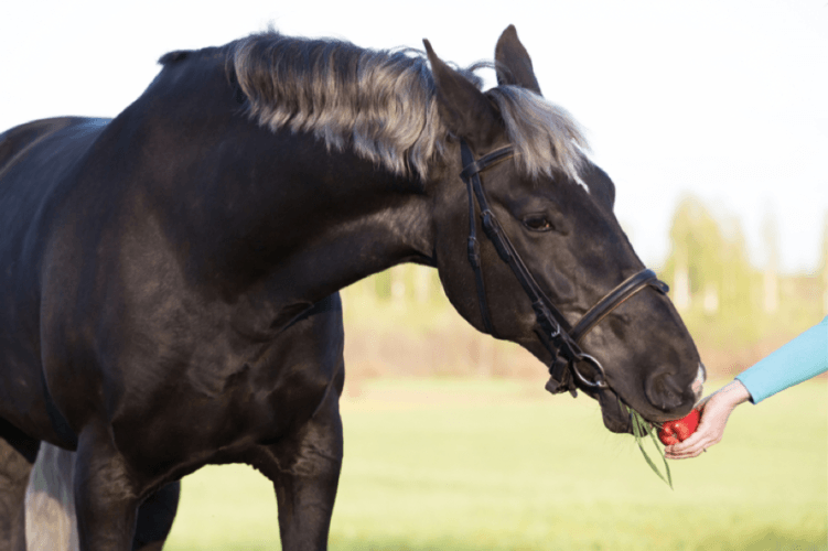 Is Your Horse The Right Weight?