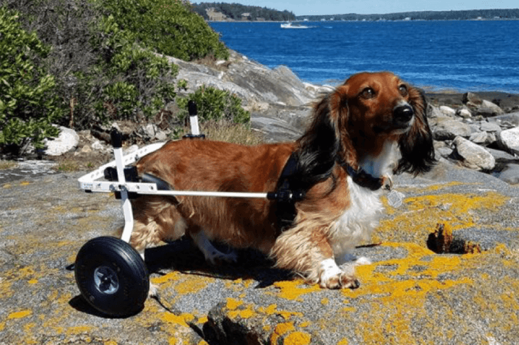 Dogs and wheelchairs