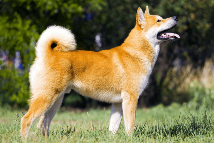 Popular Japanese Dog Breeds in Australia