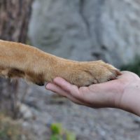 Dog nails