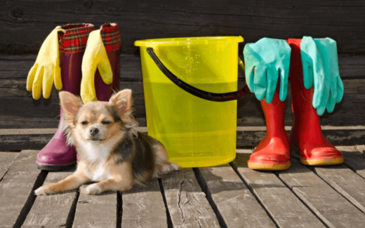 The Benefits of Pet-Safe Cleaning Supplies