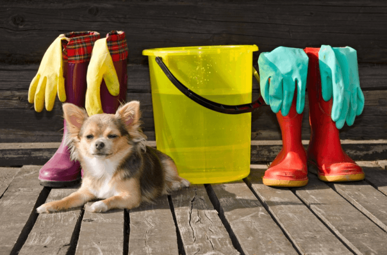 The Benefits of Pet-Safe Cleaning Supplies