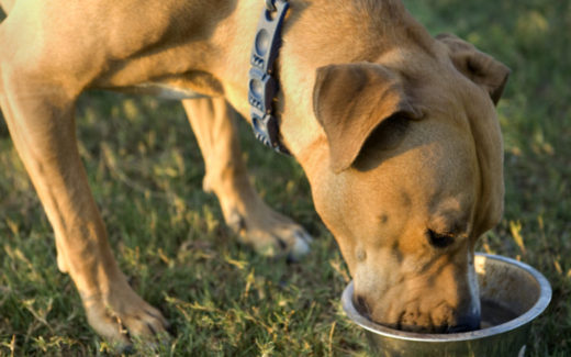 buying dog food