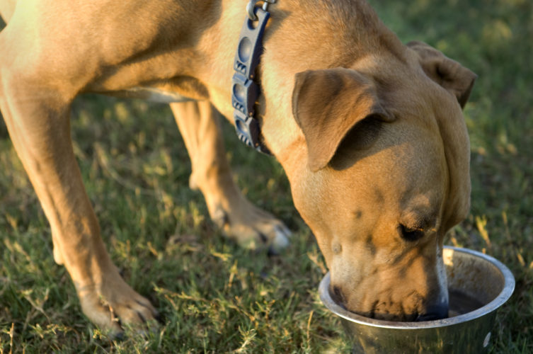 dog food tips