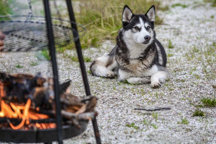 Keeping Outside Dogs Warm in Winter