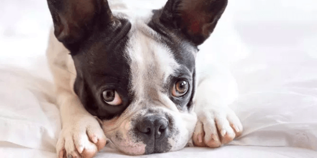 About French Bulldogs