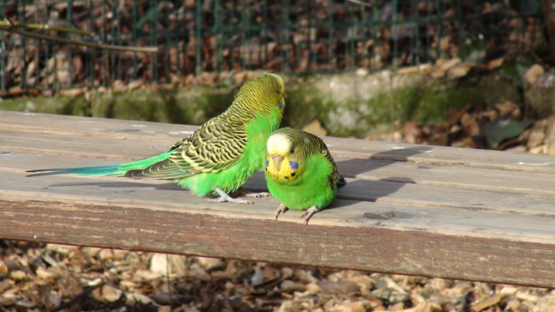 Birds at Pet Problems Solved