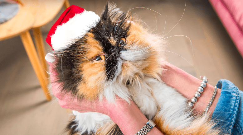 TIps to keep pets safe at Xmas