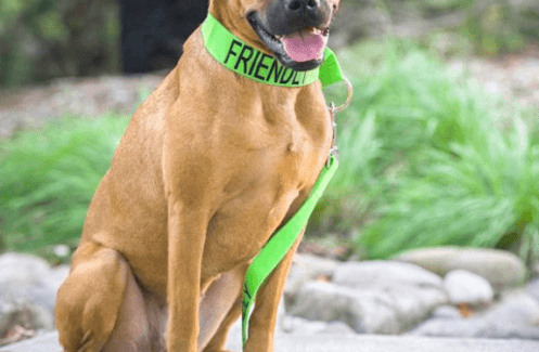 friendly dog collars