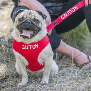 dog collars for dog personalities