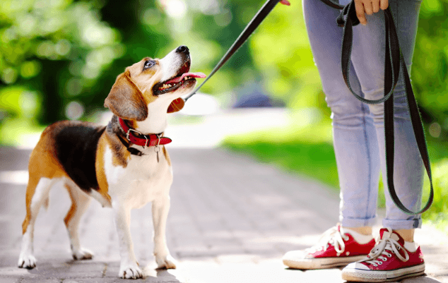 How to choose the best leash for your dog