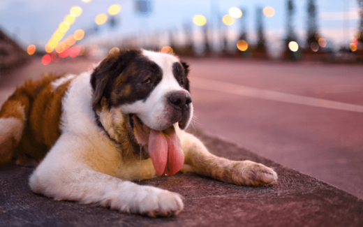 Pets in summer