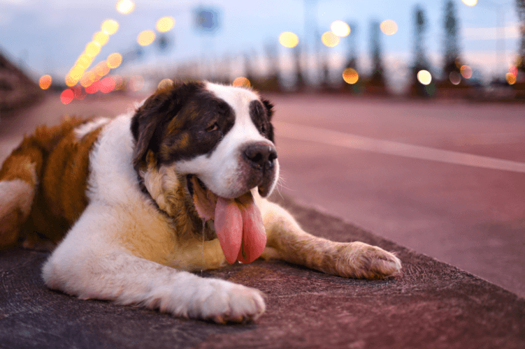 Pets in summer