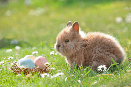 Top Nine Steps To Take Care Of A Bunny