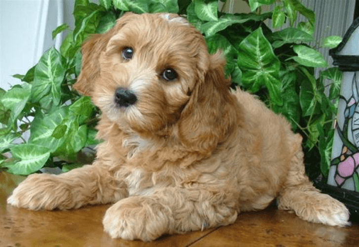 Top 7 Questions to ask breeders before purchasing a dog