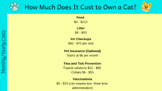 How Much Does It Cost To Own A Cat?