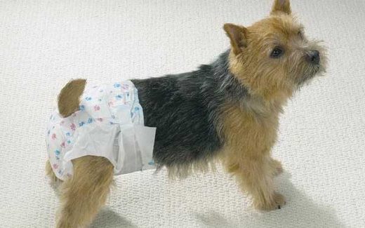 Dog Nappies Guide - Everything You Need to Know About Dog Diapers