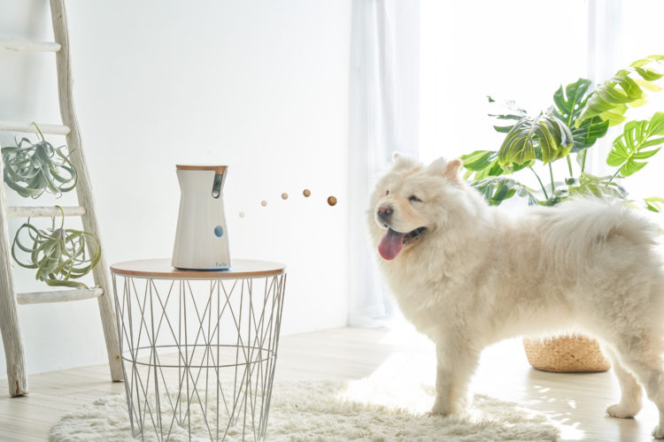 Furbo: Communication between you and your pets