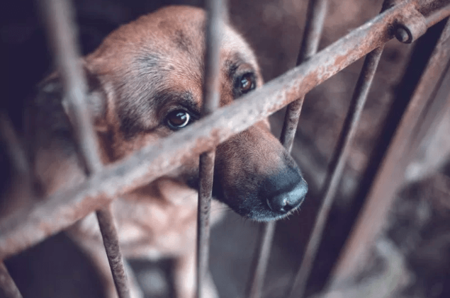 Preventing animal cruelty is physically & emotionally risky for front-line workers