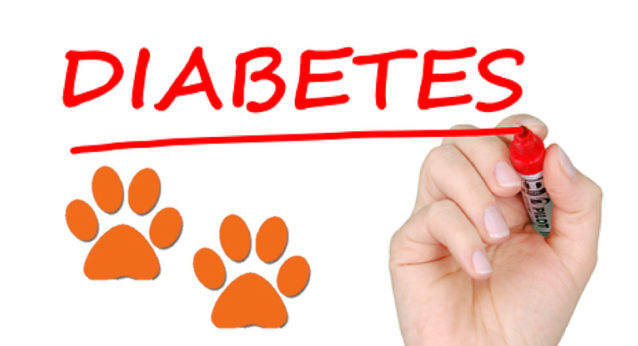 Important Tips on Caring for a Diabetic Dog