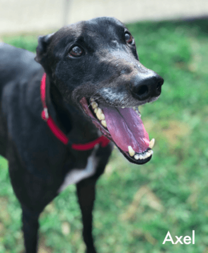 Apartment pals and household companions – April is all about Greyhounds