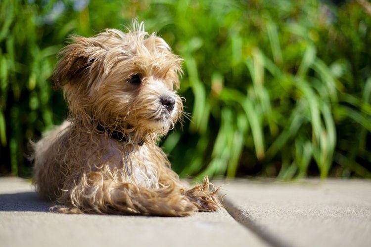 healthy maltipoo puppies