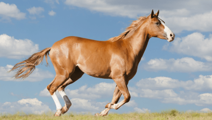 The Quarter Horse: Understand this breed