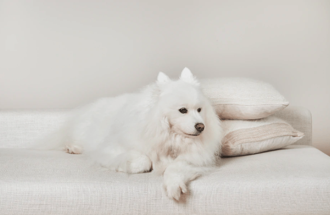 For the Love of Weaving - with Animal Fur!