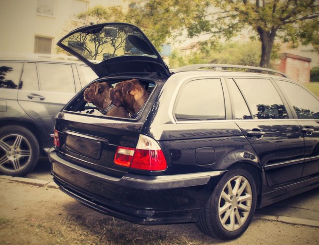 dog with car anxiety