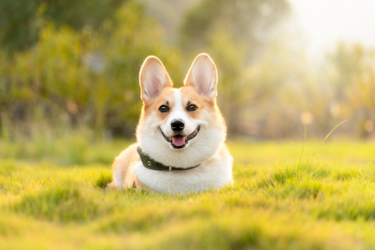 Tips for Taking Good Care of Your Purebred Puppy