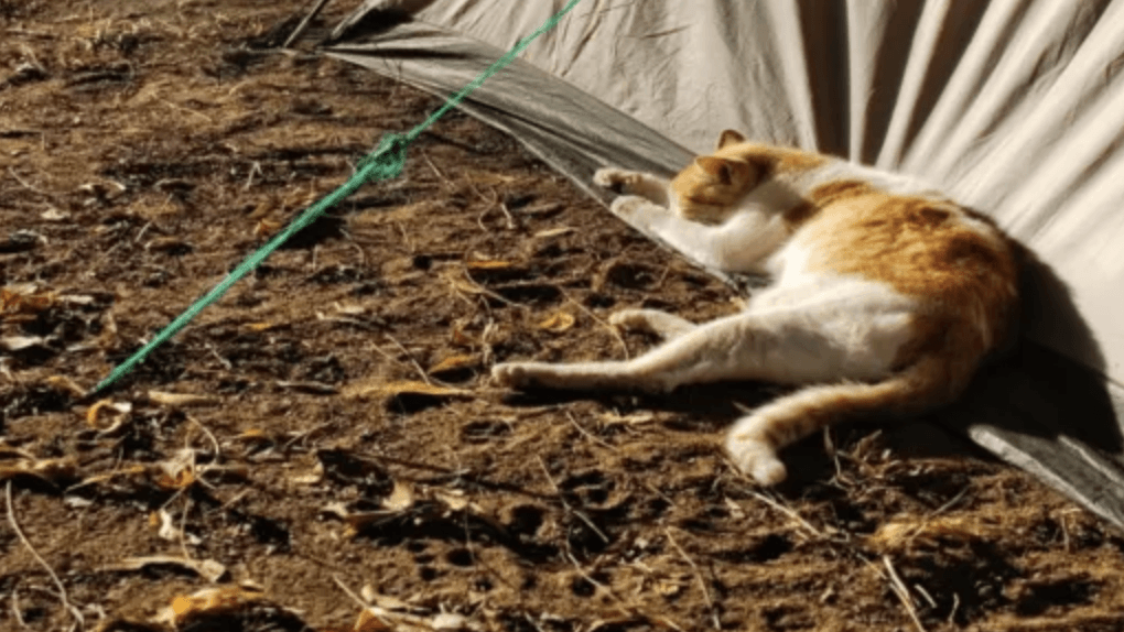 cat camping