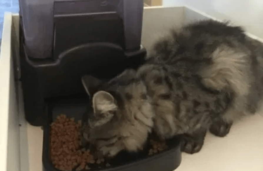 PET PRODUCT REVIEW: AUTOMATIC PET FEEDER WITH RECORDABLE MESSAGE