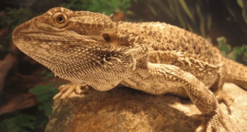 WOULD YOU CALL YOUR BEARDED DRAGON DUMBLEDORE?