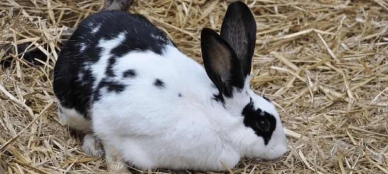 TIPS TO KEEP YOUR BUNNY WARM AND HEALTHY IN WINTER