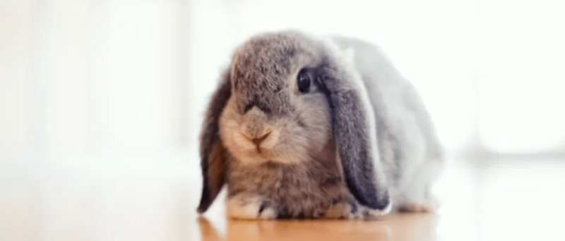 THE 411 ON GETTING A RABBIT AS A PET