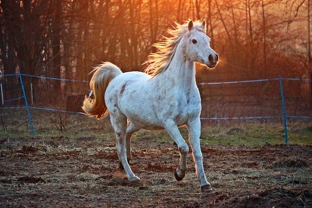 CBD for horses