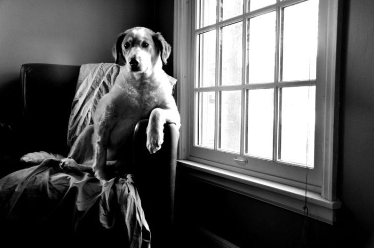 Separation anxiety in pets; Does you dog miss you?