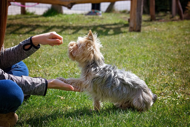 Is a Career in Pet Care Right for You?